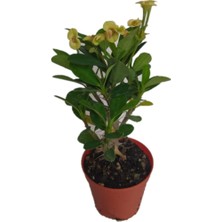 Serada Decor Plant Euphorbia Milii Dikenler Tacı Aşılı Kaktüs