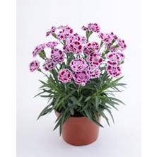 Serada Decor Plant Karanfil Çiçeği 13 cm Saksıda Ev Bitkisi Ofis Bitki Bahçe Bitkisi