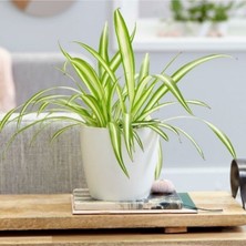 Serada Decor Plant Kurdele Çiçeği Dekoratif Saksılı
