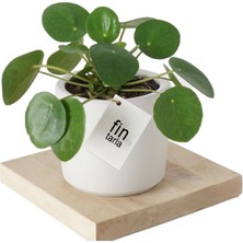 Serada Decor Plant Pilea Para Çiçeği 15 cm