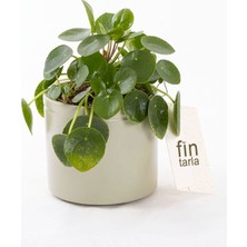 Serada Decor Plant Pilea Para Çiçeği 15 cm