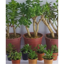 Serada Decor Plant Crassula Ovata Sukulent Para Çiçeği Şans Bitkisi Mini Kaktüs Saksısında