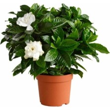 Serada Decor Plant Gardenya Çiçeği