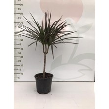 Serada Decor Plant Drecana Marginata Tekli