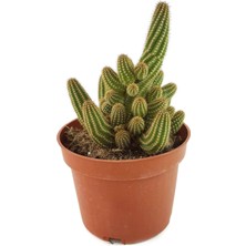 Serada Decor Plant Echinopsis Chamaecereus Silvestrii Kaktüs 5.5 cm Saksıda