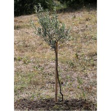 Serada Decor Plant Videolu Arbequina Bodur Zeytin Fidanı(30 60 Cm) 6 Adet Tüplü Zeytin Fidanı Olive Sapling