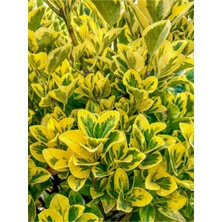 Serada Decor Plant Videolu Alacalı Taflan (40 60 Cm)1 Adet Saksılı Dış Mekan Bitkisi Laurocerasus Officinalis Roem.