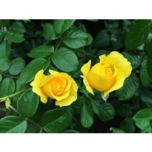 Serada Decor Plant Bulgar Gülü Sarı Çiçeği Fidanı