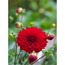 Serada Decor Plant Videolu Kırmızı Dalia Fidanı (20 40 Cm)1 Adet Saksılı Çiçekli Bodur Bitki Dahlia