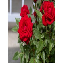 Serada Decor Plant Bulgar Gülü Kırmızı Çiçeği Fidanı