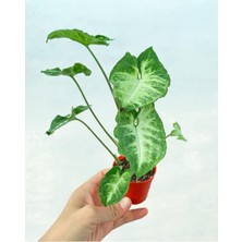 Serada Decor Plant Videolu 1 Adet Mini Melek Kanadı Çiçeği 10-15 cm Saksılı Çiçekli Bodur Bitkiler Syngonium Pixie