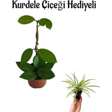 Serada Decor Plant Sevgililer Gününe Özel Pembe Renk Mum-Hoya Bitkisi Kurdele Çiçeği Hediyeli