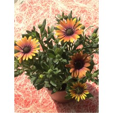 Serada Decor Plant Videolu Bodrum Papatyası 40 cm Saksılı Çok Yıllık