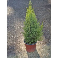 Serada Decor Plant Videolu Leylandi Çam Bitkisi (30 50 Cm)1 Adet Saksılı Dış Mekan Ağaç Bitkisi Cupressocyparis
