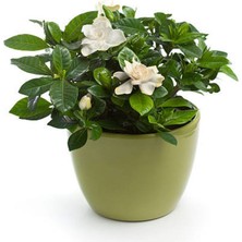 Serada Decor Plant Videolu Mis Kokulu Gardenya (24 45 Cm)1 Adet Saksılı Çiçekli Ofis Iç Mekan Bitkisi Gardenia