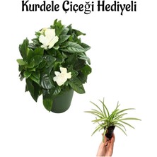 Serada Decor Plant Yogun Kokulu Gardenya Çiçeği Sevgililer Gününe Özel Kurdele Çiçeği Hediyeli