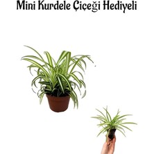 Serada Decor Plant Hediyelik Kurdele Çiçeği Sevgililer Gününe Özel Mini Kurdele Çiçeği Hediyeli