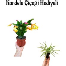 Serada Decor Plant Hediyelik Sarı Renk Yılbaşı Çiçeği Sevgililer Gününe Özel Kurdele Çiçeği Hediyeli