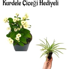 Serada Decor Plant Sevgililer Gününe Özel Beyaz Renk Milii Dikenler Tacı Çiçeği Kurdele Çiçeği Hediyeli