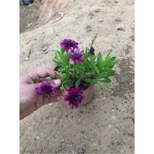 Serada Decor Plant Videolu Bodrum Papatyası (Yer Örtücü) Saksılı 15-35 cm Soğuğa Dayanıklı Bodrum Daisy