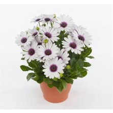 Serada Decor Plant Videolu Bodrum Papatyası Fidesi (Çok Çiçeklenen ) Renkli 30 cm Saksılı Bodrum Daisy