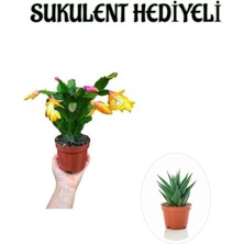 Serada Decor Plant Sevgililer Gününe Özel Sarı Renk Yılbaşı Çiçeği-Kaktüsü Sukulent Hediyeli