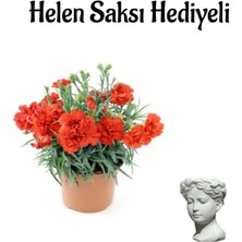 Serada Decor Plant Sevgililer Günü Hediyesi Kırmızı Karanfil Çiçeği Helen Saksı Hediyeli