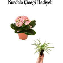 Serada Decor Plant Hediyelik Açık Pembe Renk Kalanşo(Kalanchoe) Çiçeği Sevgililer Gününe Özel Kurdele Çiçeği Hediyeli