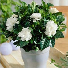 Serada Decor Plant Videolu 1 Adet Çiçekli Müthiş Kokulu Gardenya Çiçeği 20-35 cm Saksılı Iç Mekan Bitkileri Gardenia