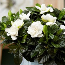 Serada Decor Plant Videolu 1 Adet Yoğun Kokulu Gardenya Çiçeği 20-35 cm Saksılı Iç Mekan Bitkileri Gardenia