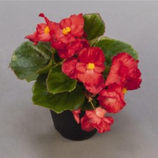Serada Decor Plant Kırmızı Begonya Çiçeği 30 cm Saksılı