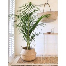 Serada Decor Plant Areka Salon Palmiyesi Salon Palmiyesi 80-120 cm Areca Palm Salon Ofis Bitkisi
