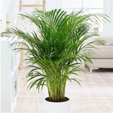 Serada Decor Plant Areka Palmiyesi 85-105 cm Arası Formlu Iç Mekan ve Salon Bitkisi