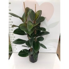 Serada Decor Plant Kauçuk 2' Li Ofis Çiçeği