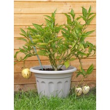 Serada Decor Plant Videolu Pepino Meyvesi (20 50 Cm)1 Adet Saksılı Balkon Teras Bitkisi Solanum Muricatum