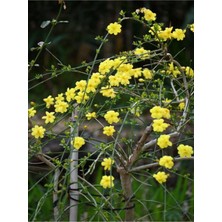 Serada Decor Plant Videolu Çalı Yasemin Sarı Çiçekli (40 60 Cm)1 Adet Saksılı Yasemin Fidanı Jasminum Nudiflorum