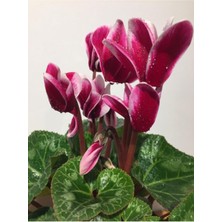 Serada Decor Plant Saksılı ( Ebruli Kırmızılı Beyaz) Siklamen Çiçeği Hediyelik Bitki