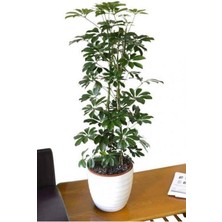 Serada Decor Plant Videolu Şeflera Bitkisi (50 80 Cm)1 Adet Saksılı Iç Mekan Bitkisi Schefflera