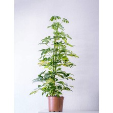 Serada Decor Plant Videolu Çift Dal Şeflera (60 80 Cm)1 Adet Saksılı Iç Mekan Biitkiisi Schefflera