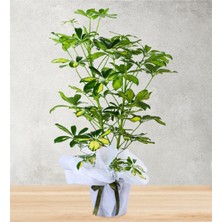 Serada Decor Plant Videolu Şeflera Bitkisi (70 90 Cm)1 Adet Saksılı Iç Mekan Ofis Bitkisi Schefflera