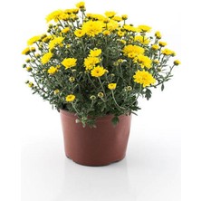 Serada Decor Plant Videolu Çalı Papatyası Sarı Renk (20 40 Cm)1 Adet Saksılı Dış Mekan Bitkisi Euryops