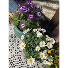 Serada Decor Plant Videolu Bodrum Papatyası Mor ve Beyaz Renkli(20 30CM)2 Adet Saksılı Anthemis Nobilis