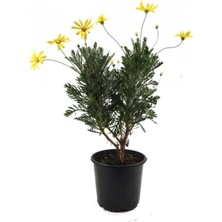 Serada Decor Plant Videolu Sarı Çalı Papatyası Sarı PAPATYA(2040CM)1 Adet Saksılı Shasta Daisy