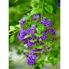 Serada Decor Plant Videolu Duranta Çiçeği Ağaç Menekşesi (50 60 Cm)1 Adet Saksılı/tüplü Duranta Repens