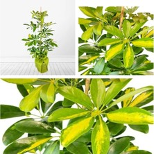 Serada Decor Plant Videolu Çift Dal Ofis Hediyesi Alacalı Şeflera Çiçeği 30-70 cm Saksılı Iç Mekan Bitki Schefflera