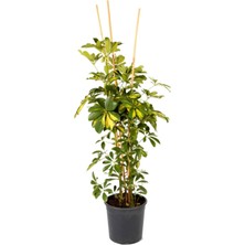 Serada Decor Plant Videolu Alacalı Şeflera (70 100 cm )1 Adet Saksılı Iç Mekan Bitkisi Schefflera