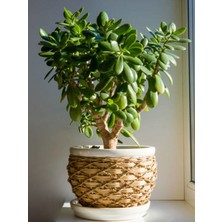 Serada Decor Plant Videolu Para Ağacı Bitkisi (40 60 Cm)1 Adet Saksılı Iç Mekan Bitkisi Crassula