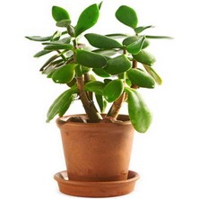 Serada Decor Plant Videolu Para Ağacı Bitkisi (40 60 Cm)1 Adet Saksılı Iç Mekan Bitkisi Crassula