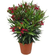 Serada Decor Plant Videolu Kırmızı Bodur Zakkum (40 60 Cm)1 Adet Saksılı Çiçekli Dış Mekan Bitkisi Nerium Oleander