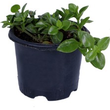 Serada Decor Plant Buz Çiçeği,saksı'da Aptenia Cordifolia